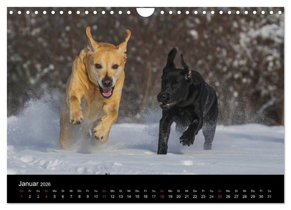 Produktbild: Labrador Retriever 2026 (Wandkalender 2026 DIN A4 quer), CALVENDO Monatskalender