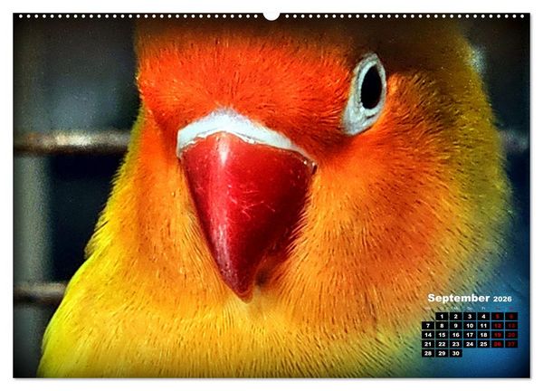 Produktbild: Die Unzertrennlichen (hochwertiger Premium Wandkalender 2026 DIN A2 quer), Kunstdruck in Hochglanz