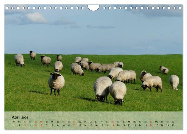 Produktbild: Schafe z&auml;hlen leicht gemacht! (Wandkalender 2026 DIN A4 quer), CALVENDO Monatskalender