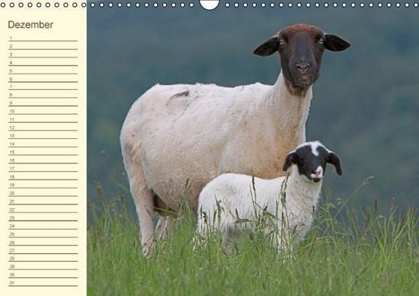 Produktbild: Der wollige Geburtstagskalender (Wandkalender immerw&auml;hrend DIN A3 quer)