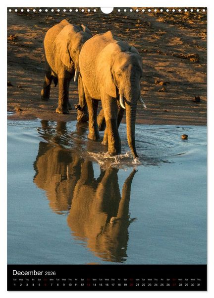 Produktbild: South Luangwa Wildlife (Wall Calendar 2026 DIN A3 portrait), CALVENDO 12 Month Wall Calendar