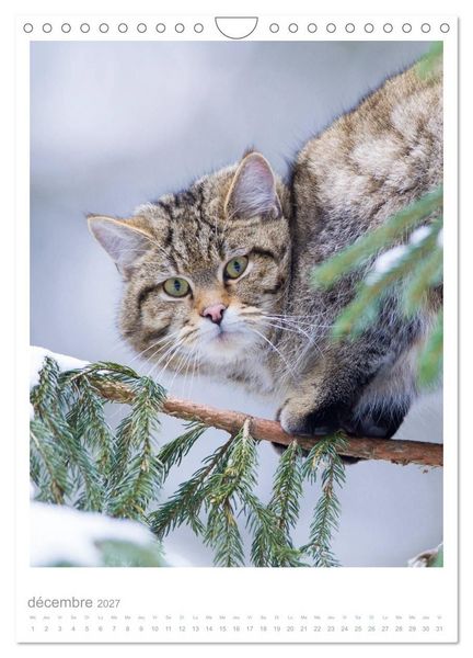 Produktbild: Chats forestiers (Calendrier mural 2027 DIN A4 horizontal), CALVENDO calendrier mensuel
