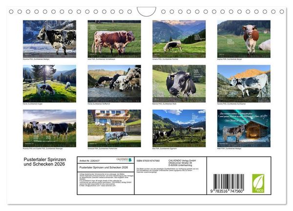 Produktbild: Pustertaler Sprinzen und Schecken 2026 (Wandkalender 2026 DIN A4 quer), CALVENDO Monatskalender