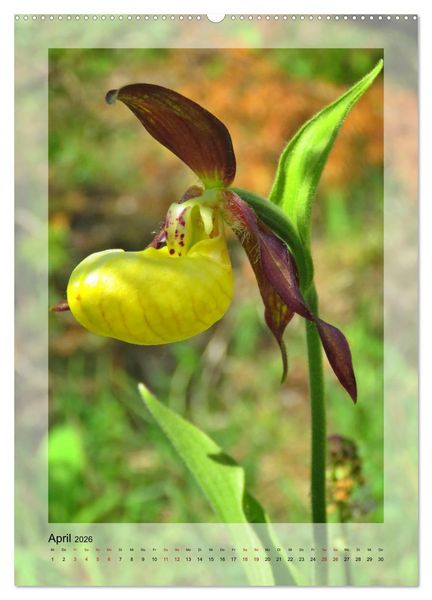 Produktbild: Deutschlands wilde Orchideen (hochwertiger Premium Wandkalender 2026 DIN A2 hoch), Kunstdruck in Hochglanz