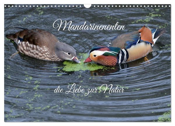 Mandarinenenten, die Liebe zur Natur (Wandkalender 2025 DIN A3 quer), CALVENDO Monatskalender