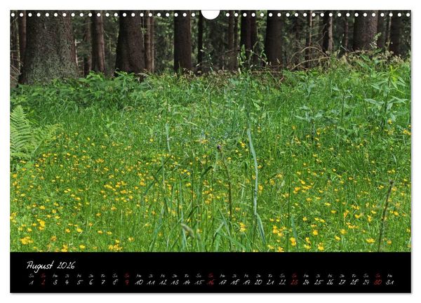 Produktbild: Wald (Wandkalender 2026 DIN A3 quer), CALVENDO Monatskalender