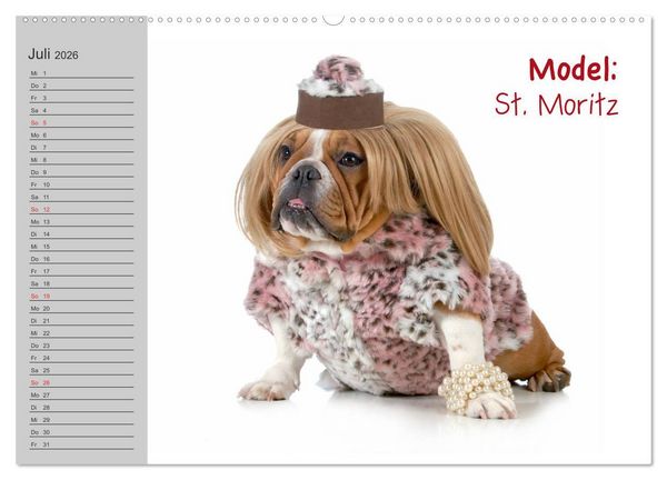 Produktbild: English Bulldog XXL Models (Wandkalender 2026 DIN A2 quer), CALVENDO Monatskalender