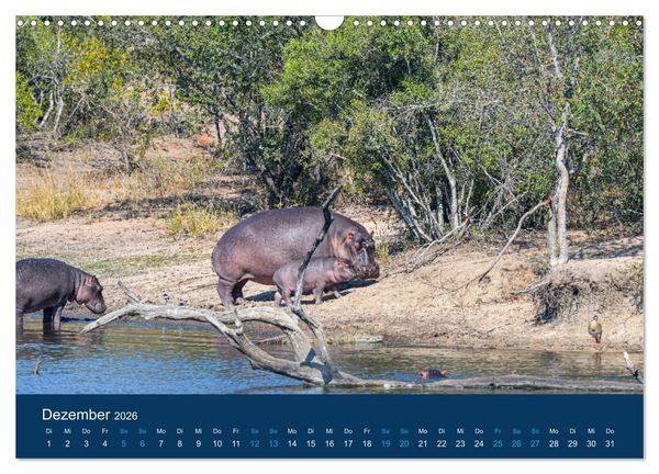 Produktbild: Nilpferde, Kolosse in Afrika (Wandkalender 2026 DIN A3 quer), CALVENDO Monatskalender