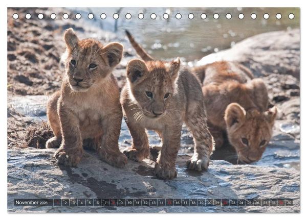 Produktbild: Raubkatzen Afrikas (Tischkalender 2026 DIN A5 quer), CALVENDO Monatskalender