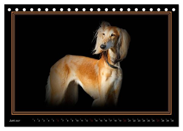 Produktbild: Saluki 2027 (Tischkalender 2027 DIN A5 quer), CALVENDO Monatskalender