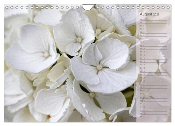 Produktbild: Hortensien / Geburtstagskalender (Wandkalender 2026 DIN A4 quer), CALVENDO Monatskalender