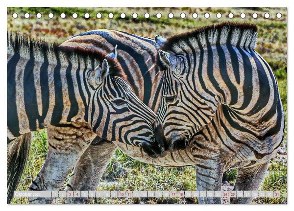 Produktbild: Namibia &ndash; Die Tierwelt vom Caprivi bis Etosha (Tischkalender 2026 DIN A5 quer), CALVENDO Monatskalender