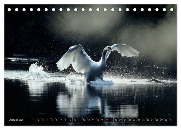 Produktbild: SCHW&Auml;NE. (Tischkalender 2026 DIN A5 quer), CALVENDO Monatskalender