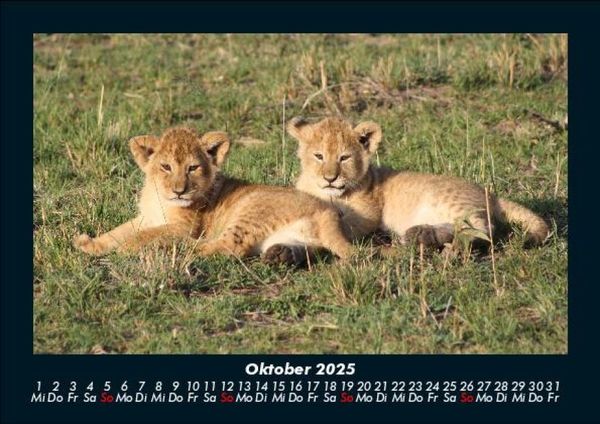 Produktbild: L&ouml;wen in der Wildnis 2025 Fotokalender DIN A5
