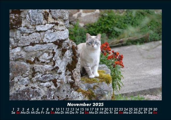 Produktbild: F&uuml;r Katzenfreunde 2025 Fotokalender DIN A5