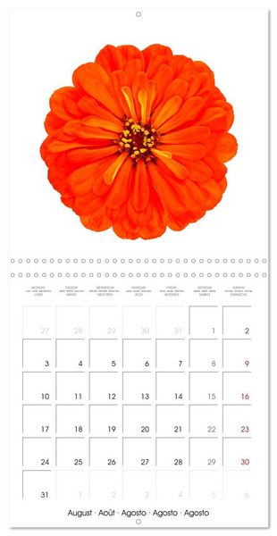 Produktbild: Beautiful Zinnias (Wall Calendar 2026 12 &times; 12 Inch) CALVENDO 12 Month Wall Calendar