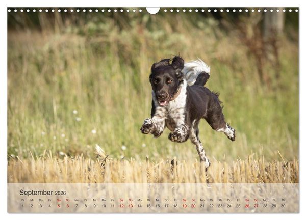 Produktbild: Der kleine M&uuml;nsterl&auml;nder (Wandkalender 2026 DIN A3 quer), CALVENDO Monatskalender