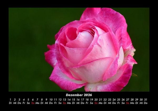 Produktbild: Strahlend sch&ouml;ne Rosen 2026 Fotokalender DIN A3