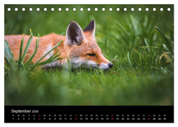 Produktbild: Joni, der kleine Fuchs (Tischkalender 2026 DIN A5 quer), CALVENDO Monatskalender