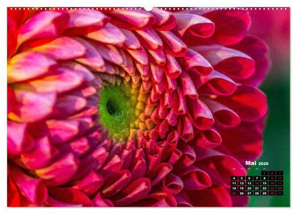 Produktbild: Im Herzen der Dahlie (hochwertiger Premium Wandkalender 2026 DIN A2 quer), Kunstdruck in Hochglanz