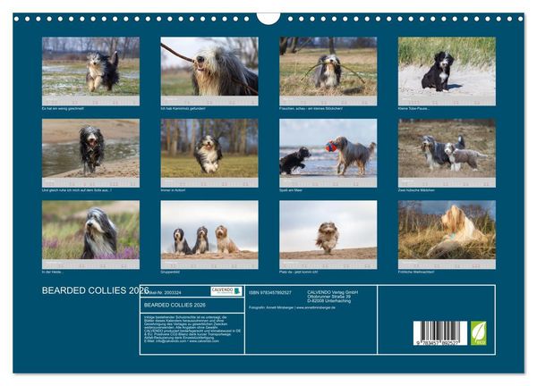 Produktbild: BEARDED COLLIES 2026 (Wandkalender 2026 DIN A3 quer), CALVENDO Monatskalender