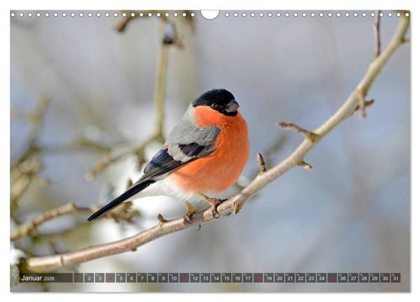 Produktbild: Heimische Singv&ouml;gel in Feld und Flur (Wandkalender 2026 DIN A3 quer), CALVENDO Monatskalender
