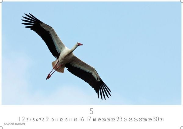 Produktbild: St&ouml;rche Kalender 2027 &ndash; Wandkalender | Fotokalender Tierkalender 35x50cm Grosses Format - Inspirierende Storch-Motive f&uuml;r Natur- und Tierkalenderliebhaber.