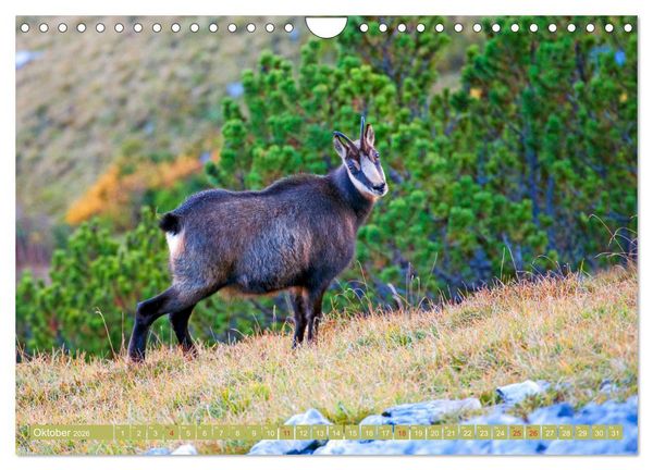 Produktbild: Waidmannsheil und Waidmannsdank (Wandkalender 2026 DIN A4 quer), CALVENDO Monatskalender