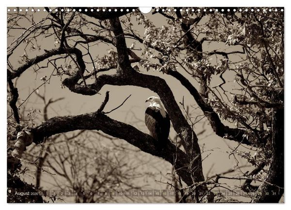 Produktbild: Botswana &ndash; Impressionen aus Afrika (Wandkalender 2026 DIN A3 quer), CALVENDO Monatskalender