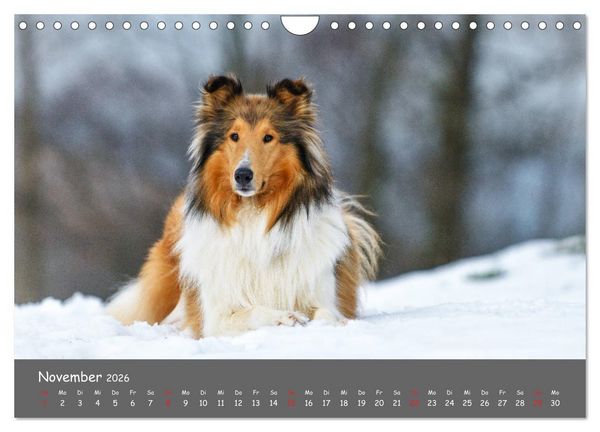 Produktbild: Einmal Collie - immer Collie (Wandkalender 2026 DIN A4 quer), CALVENDO Monatskalender