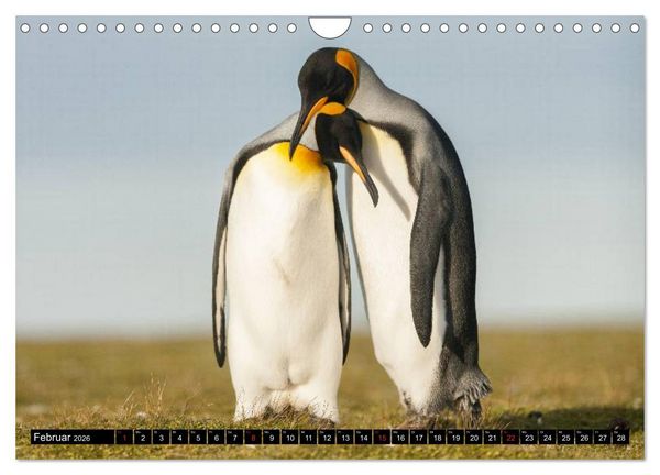 Produktbild: Pinguine - Watscheln im festlichen Kleid (Wandkalender 2026 DIN A4 quer), CALVENDO Monatskalender