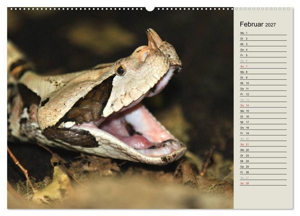 Produktbild: Gef&auml;hrliche Schlangen (hochwertiger Premium Wandkalender 2027 DIN A2 quer), Kunstdruck in Hochglanz