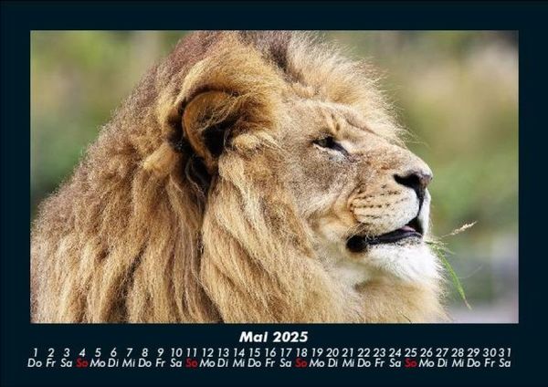 Produktbild: L&ouml;wen in der Wildnis 2025 Fotokalender DIN A5