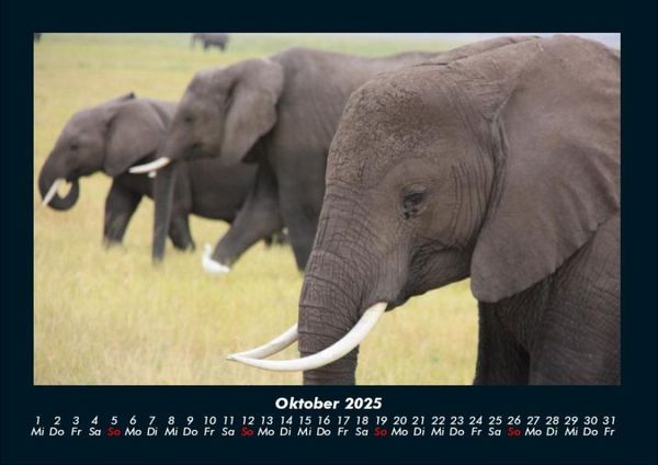 Produktbild: Elefanten - Die sanften Riesen Afrikas 2025 Fotokalender DIN A4