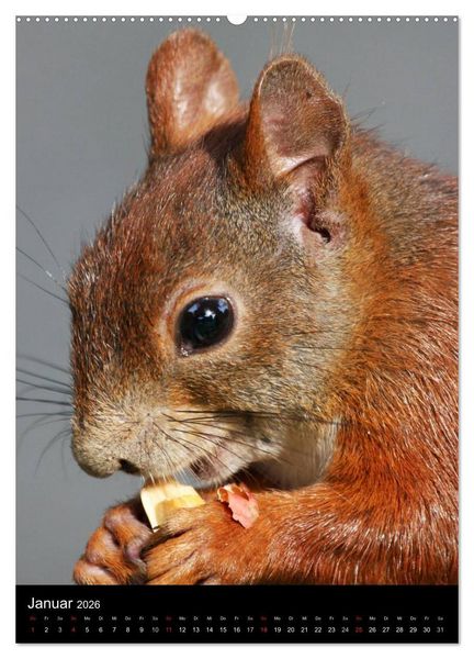 Produktbild: Eichh&ouml;rnchen (Wandkalender 2026 DIN A2 hoch), CALVENDO Monatskalender
