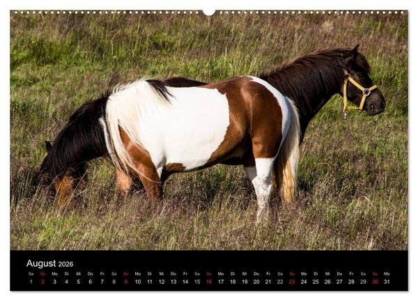 Produktbild: Islandpferde (Wandkalender 2026 DIN A2 quer), CALVENDO Monatskalender