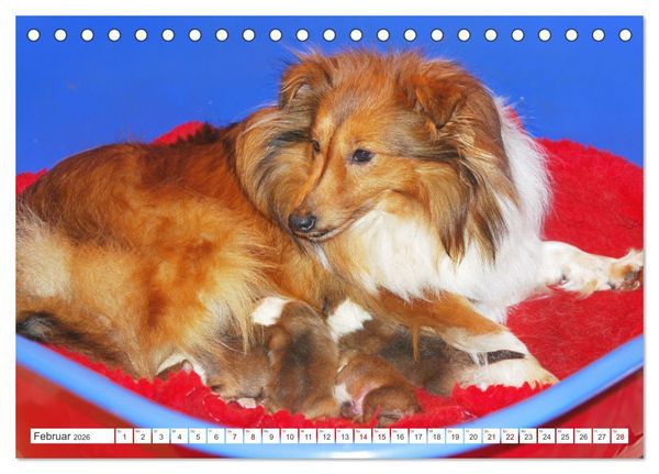 Produktbild: Sheltie - Ein St&uuml;ck vom Gl&uuml;ck (Tischkalender 2026 DIN A5 quer), CALVENDO Monatskalender