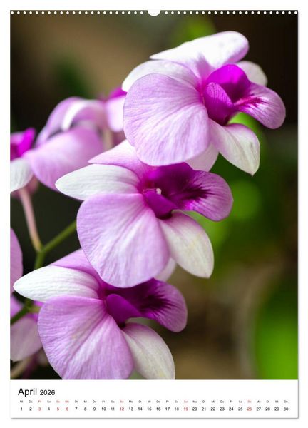 Produktbild: Orchideen (hochwertiger Premium Wandkalender 2026 DIN A2 hoch), Kunstdruck in Hochglanz