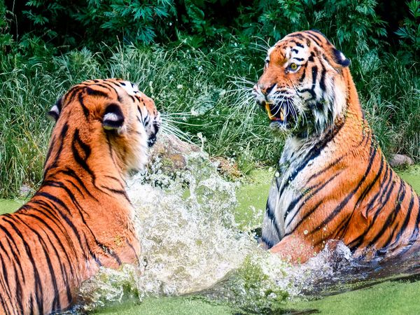 Produktbild: CALVENDO Puzzle Tiger 1000 Teile Lege-Gr&ouml;&szlig;e 640 x 480 cm Foto-Puzzle Bild von Peter Roder