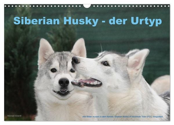 Produktbild: Siberian Husky - der Urtyp (Wandkalender 2026 DIN A3 quer), CALVENDO Monatskalender