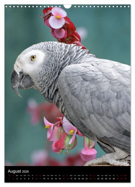 Produktbild: Fascinating parrots from all over the world (Wall Calendar 2026 DIN A3 portrait), CALVENDO 12 Month Wall Calendar