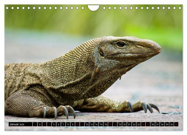 Produktbild: Singapurs Tierwelt (Wandkalender 2026 DIN A4 quer), CALVENDO Monatskalender