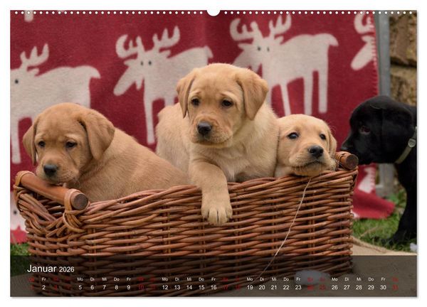 Produktbild: Labrador Retriever Welpen (hochwertiger Premium Wandkalender 2026 DIN A2 quer), Kunstdruck in Hochglanz