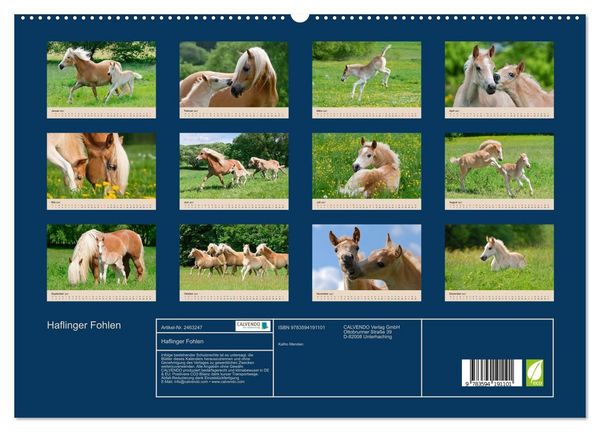 Produktbild: Haflinger Fohlen (hochwertiger Premium Wandkalender 2027 DIN A2 quer), Kunstdruck in Hochglanz