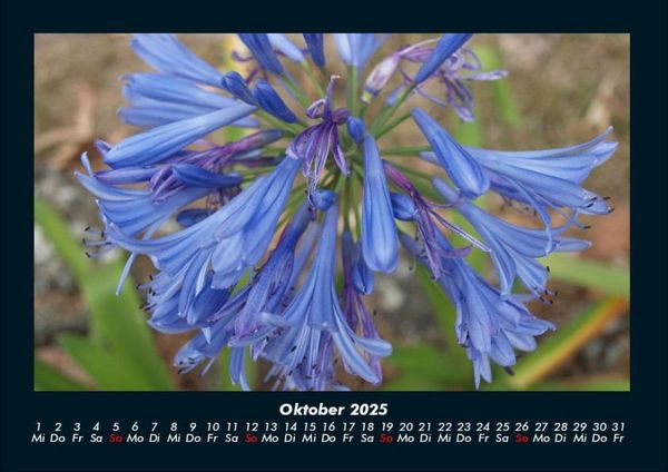 Produktbild: Blumentr&auml;ume 2025 Fotokalender DIN A4