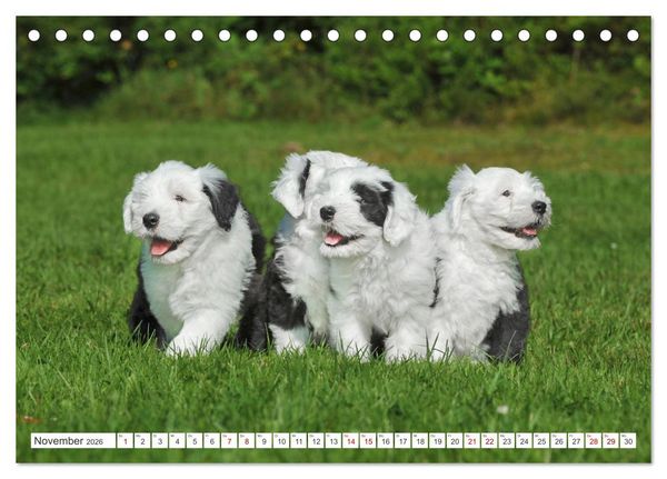 Produktbild: In der Kinderstube bei Familie Bobtail (Tischkalender 2026 DIN A5 quer), CALVENDO Monatskalender
