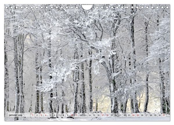 Produktbild: Au c&oelig;ur de la for&ecirc;t (Calendrier mural 2026 DIN A4 vertical), CALVENDO calendrier mensuel