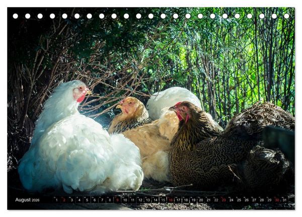 Produktbild: H&uuml;hner in meinem Garten (Tischkalender 2026 DIN A5 quer), CALVENDO Monatskalender