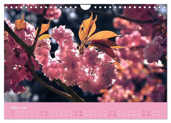 Produktbild: Zarte Kirschbl&uuml;ten - Berauschende Gedankend&uuml;fte (Wandkalender 2026 DIN A4 quer), CALVENDO Monatskalender