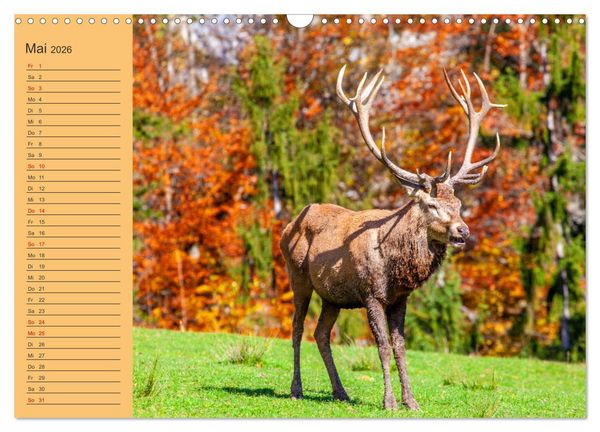 Produktbild: Wir sind die Stars im Wald (Wandkalender 2026 DIN A3 quer), CALVENDO Monatskalender